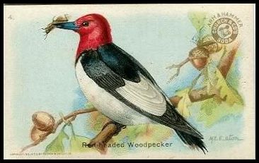 4 Red-headed Woodpecker